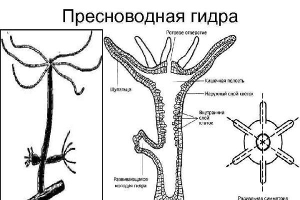 Где можно купить гашиш